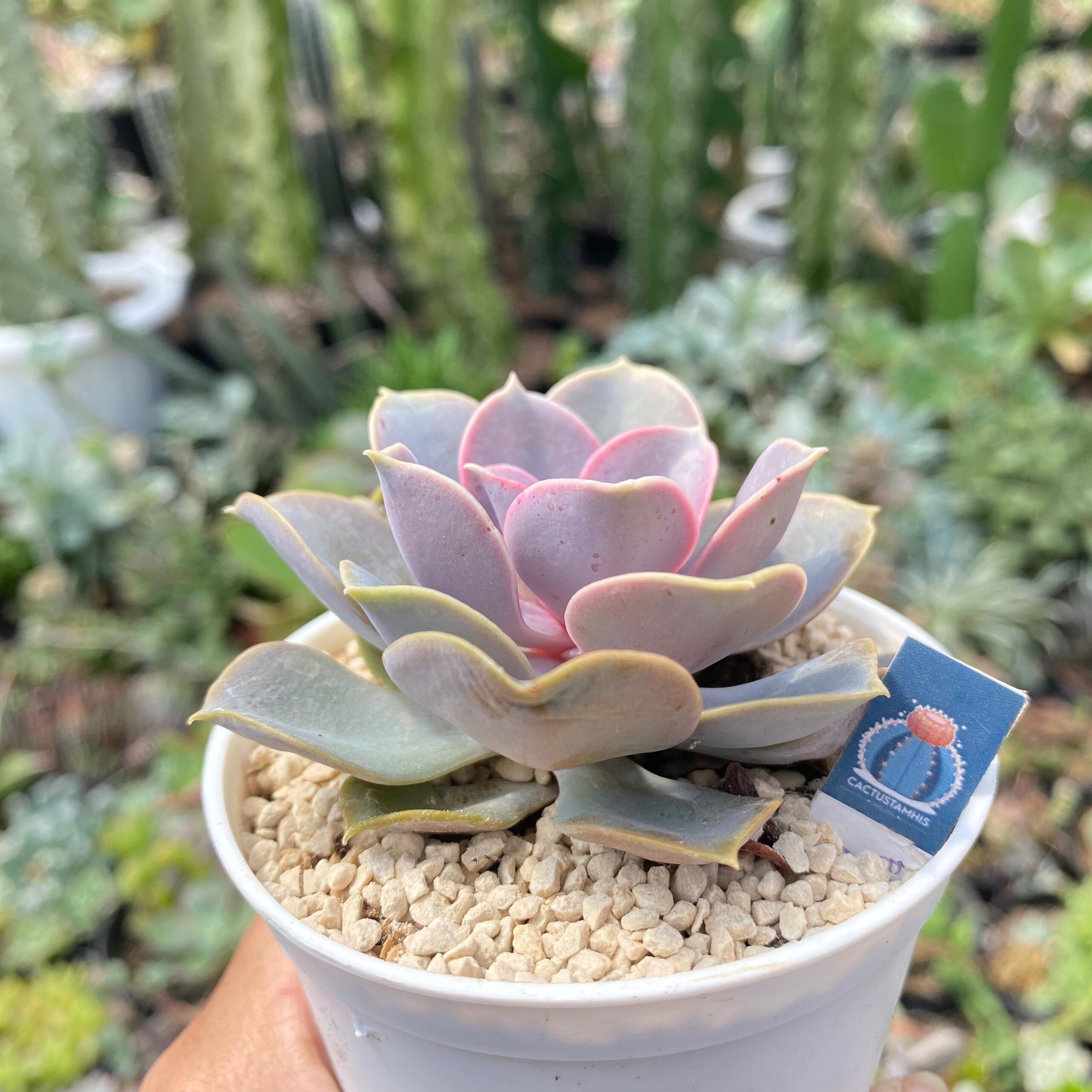 Echeveria 'Perle Von Nurnberg' - Image 2