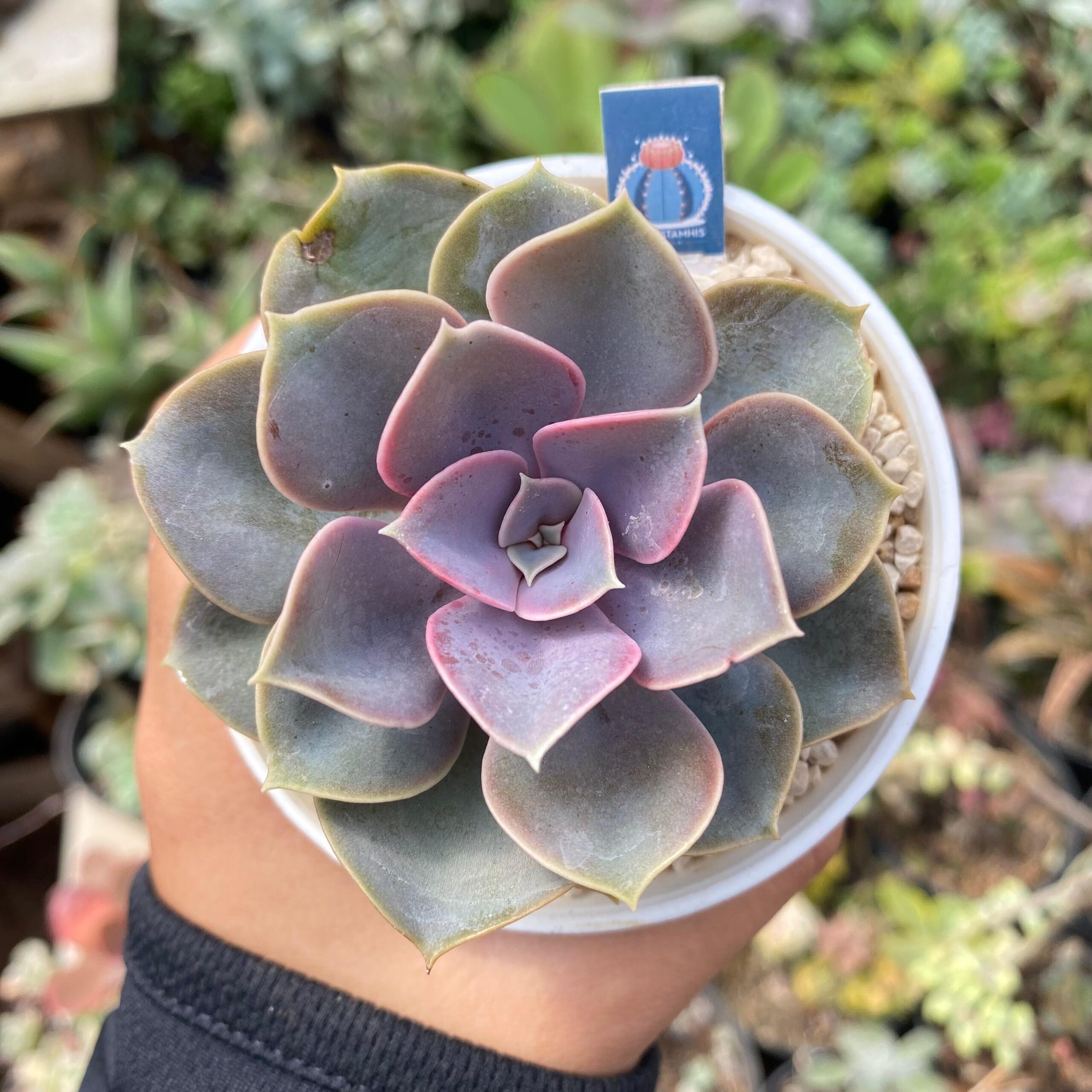 Echeveria 'Perle Von Nurnberg'