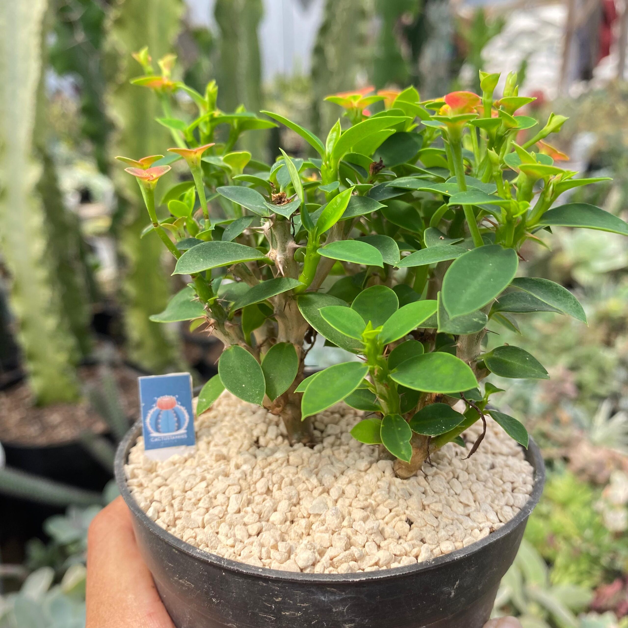 Euphorbia milii - Image 2