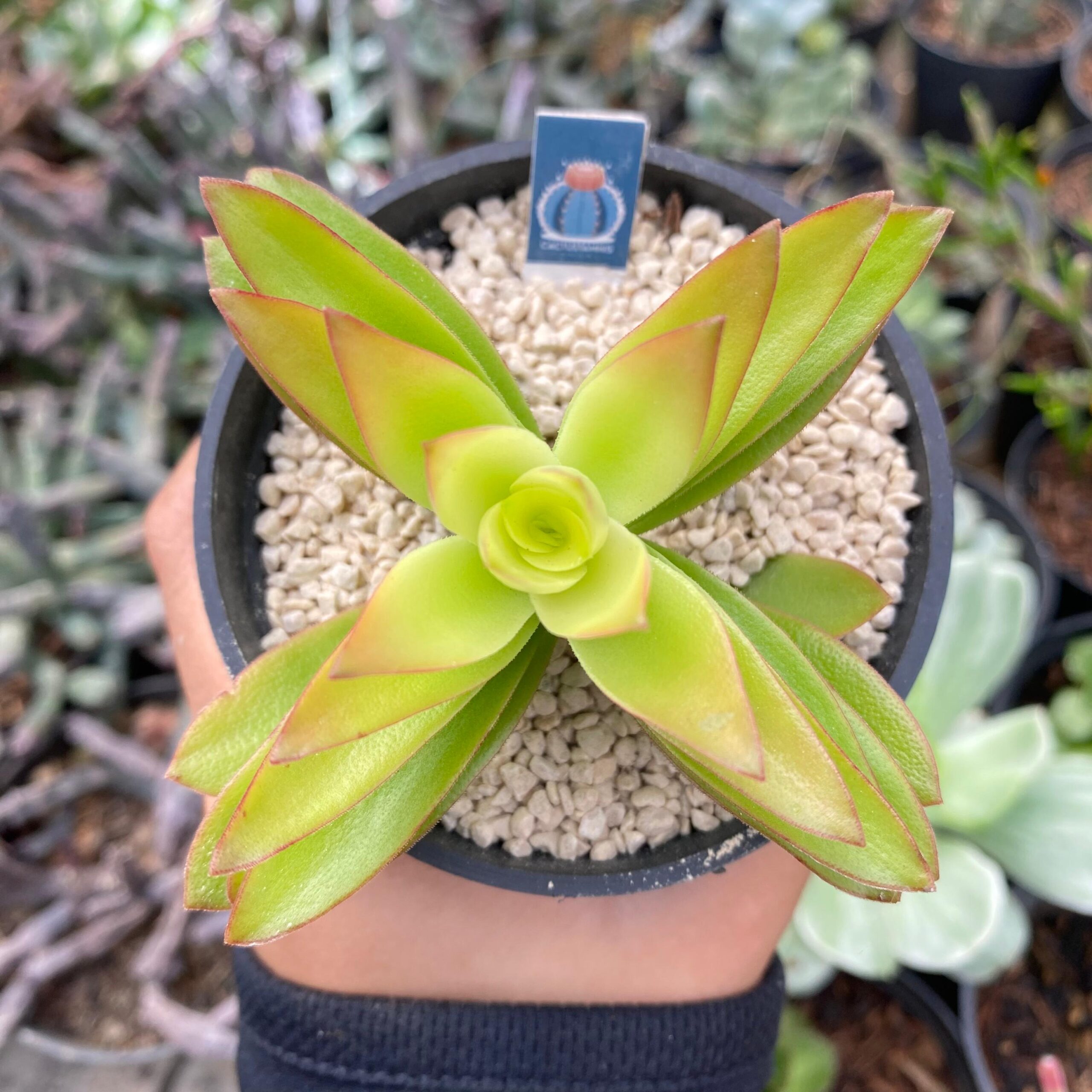 Crasulla capitela campfire