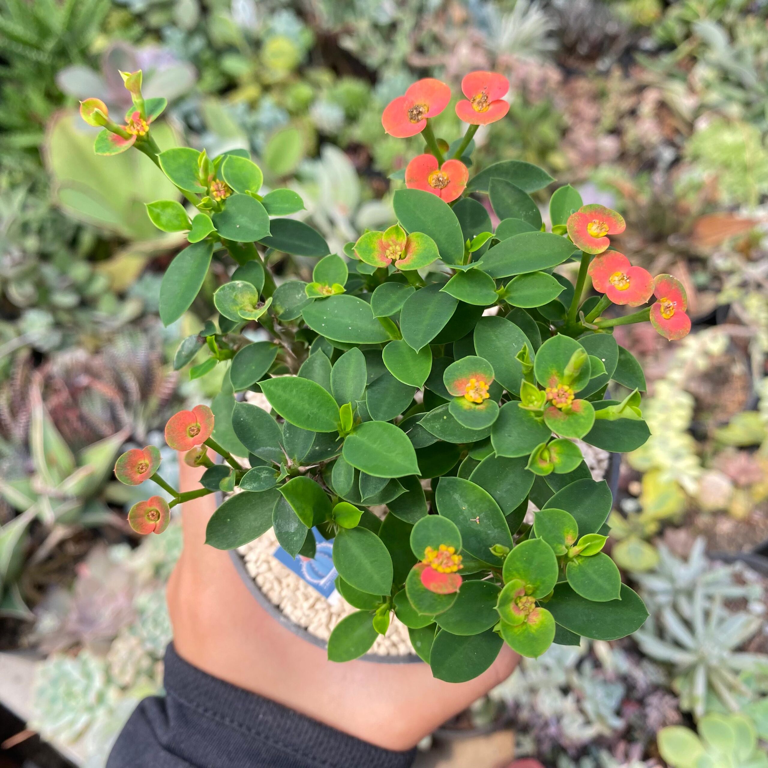 Euphorbia milii