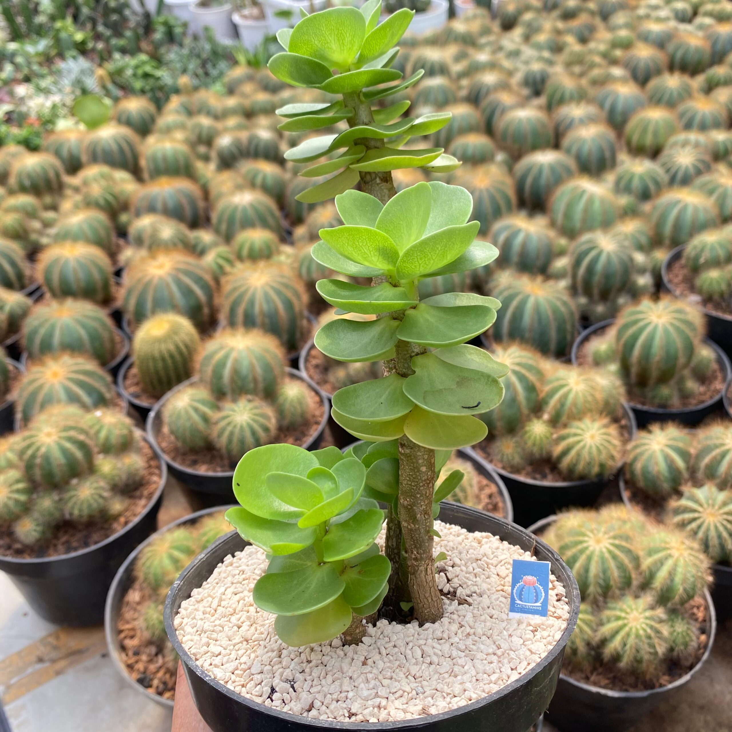 Portulaca molokiniensis - Image 2