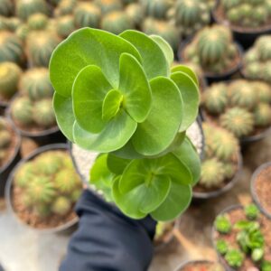 Portulaca molokiniensis