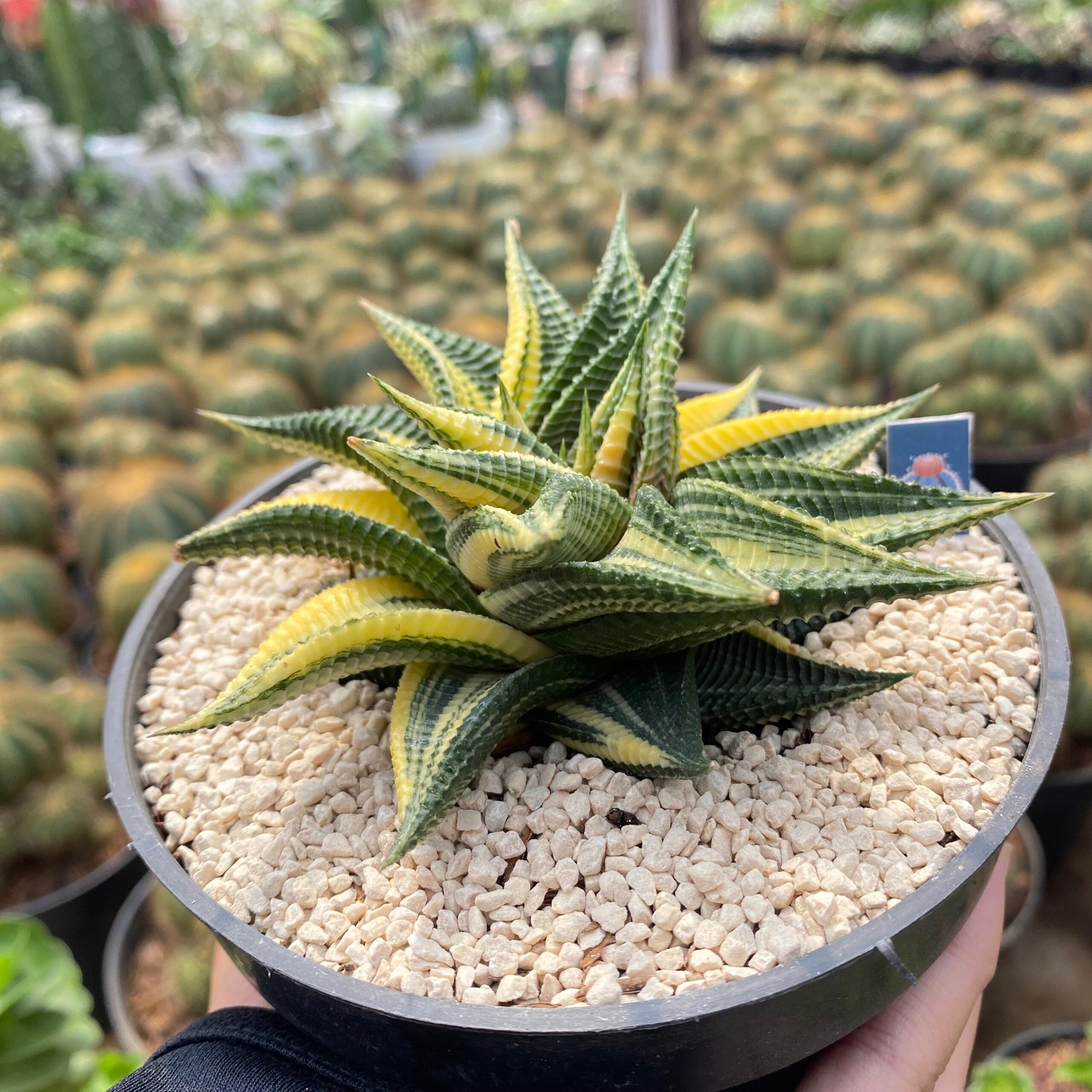 Haworthia limifolia variegated - Image 2