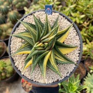 Haworthia limifolia variegated