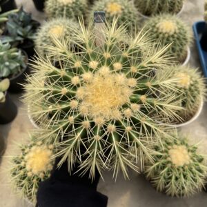 Kroenleinia Grusonii "Golden Barrel"