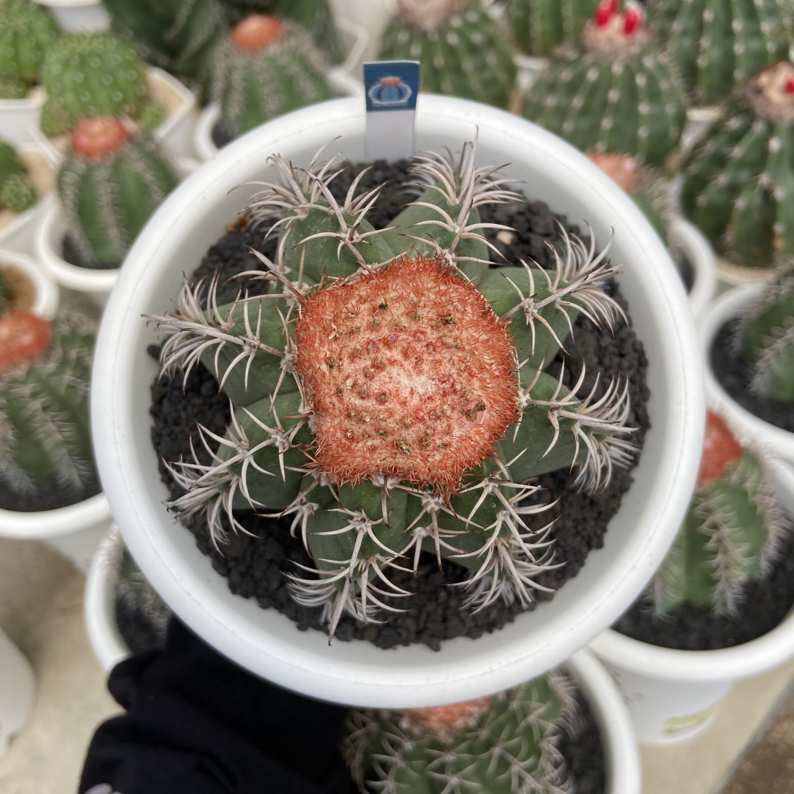 Melocactus Matanzanus