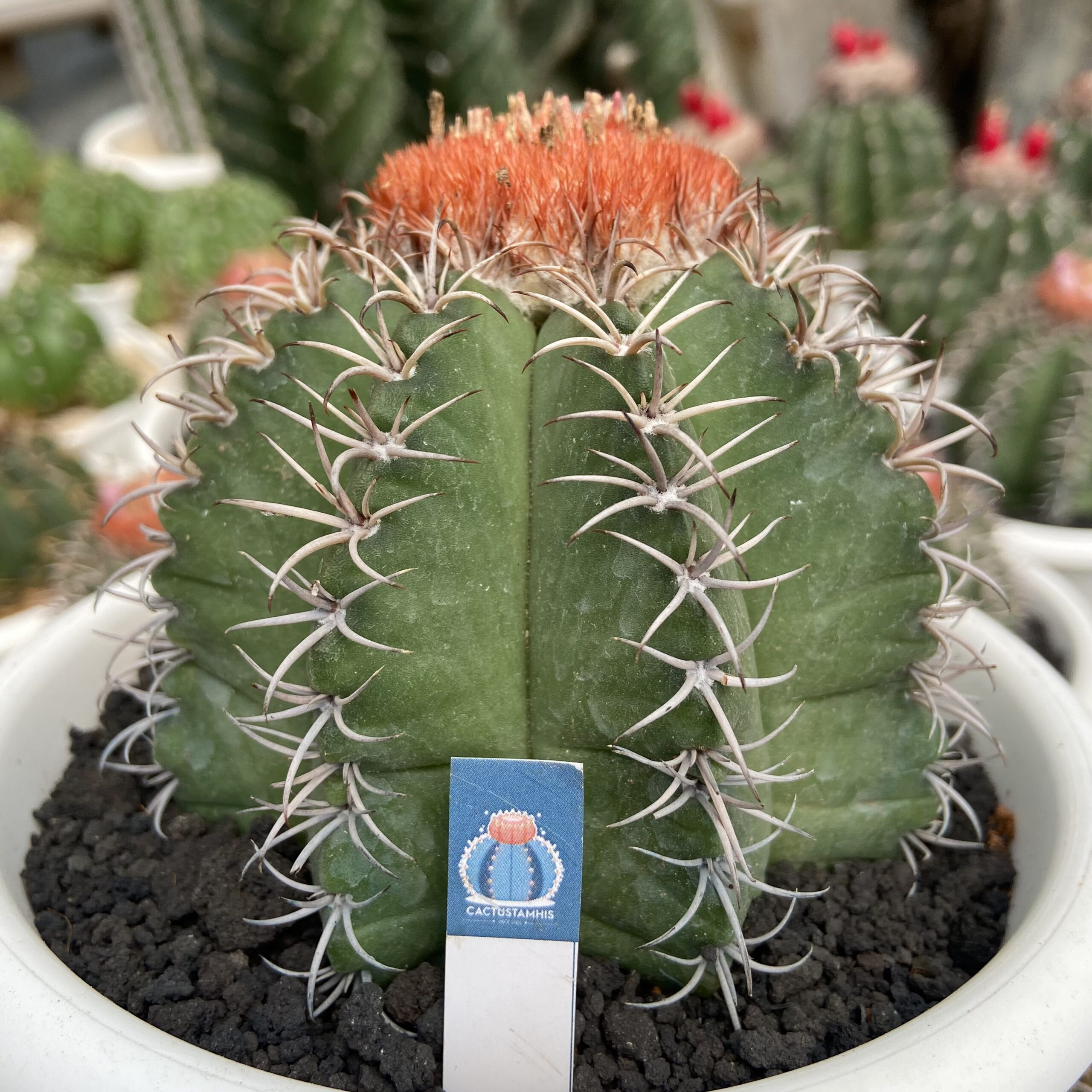 Melocactus Matanzanus - Image 2