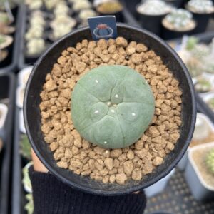 Lophophora
