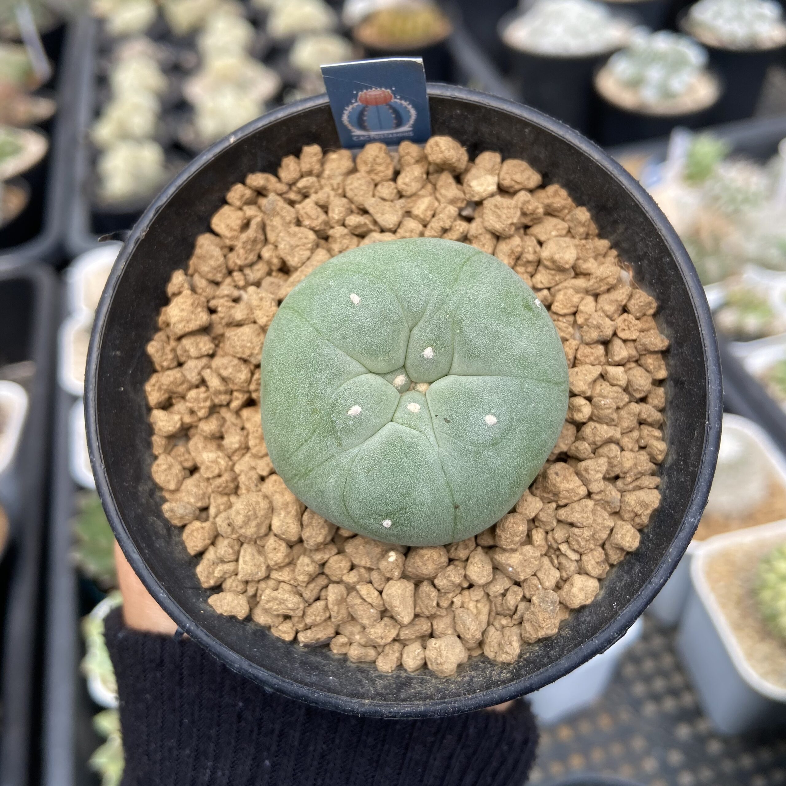 Lophophora