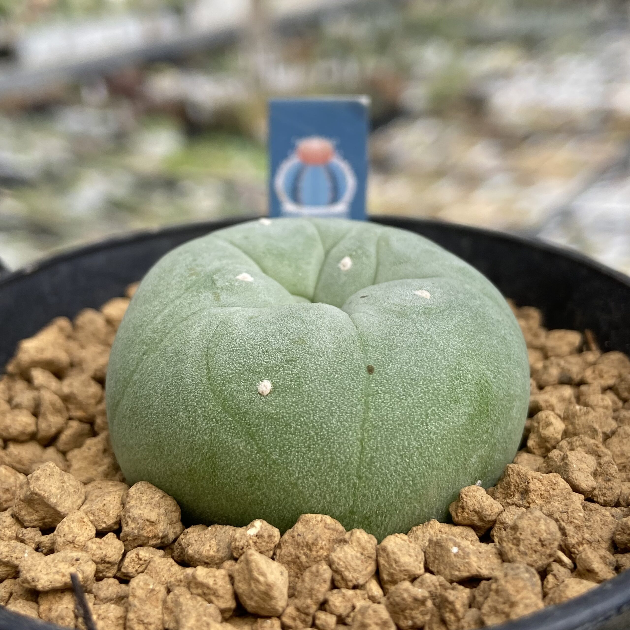 Lophophora - Image 2