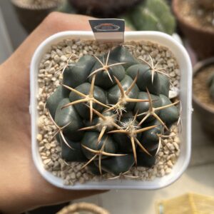 Coryphantha Elephantidens
