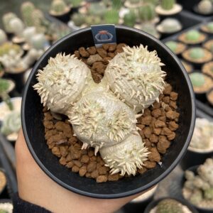 Pachypodium brevicaule