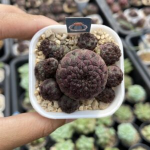 Sulcorebutia rauschii