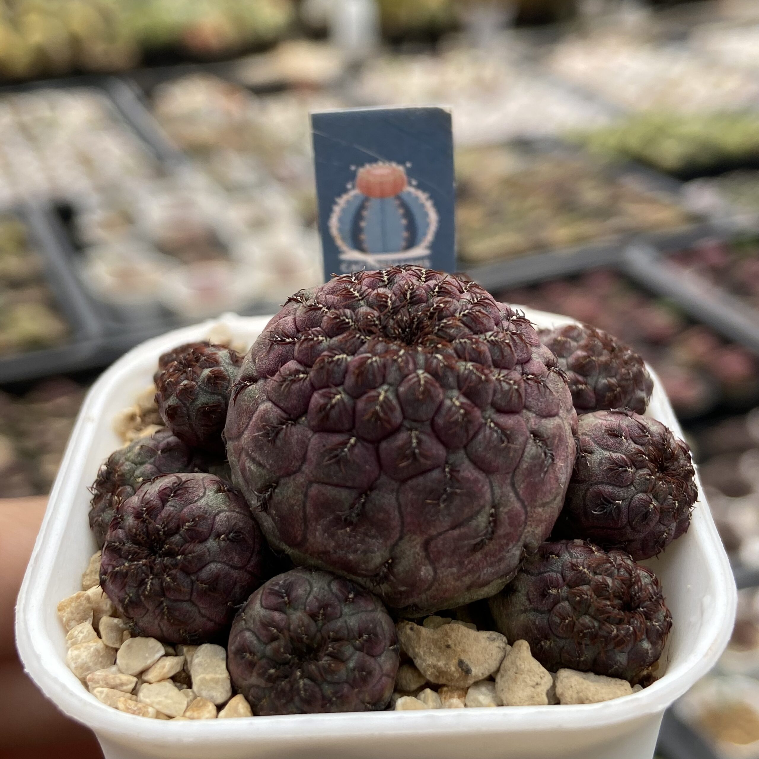 Sulcorebutia rauschii - Image 2