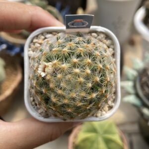 Mammilaria Schiedeana