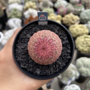 Echinocereus Rigidissimus"Kaktus Rainbow"