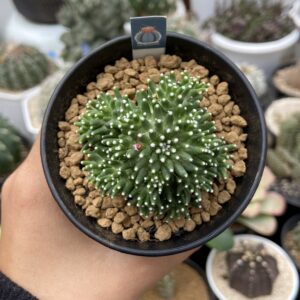Mammillaria Painteri