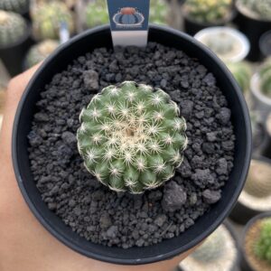 Discocactus Buenekeri