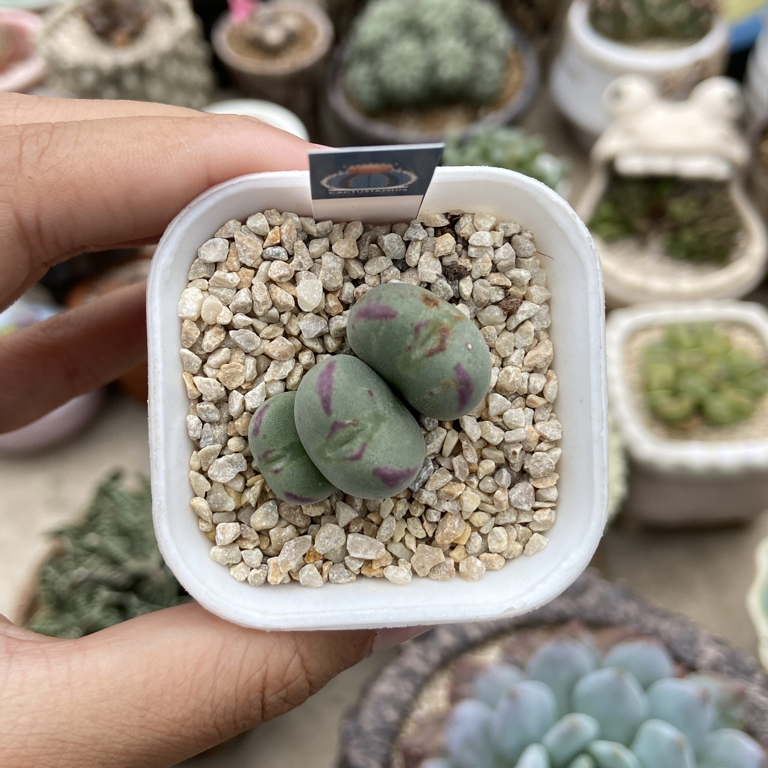 Conophytum luiseae