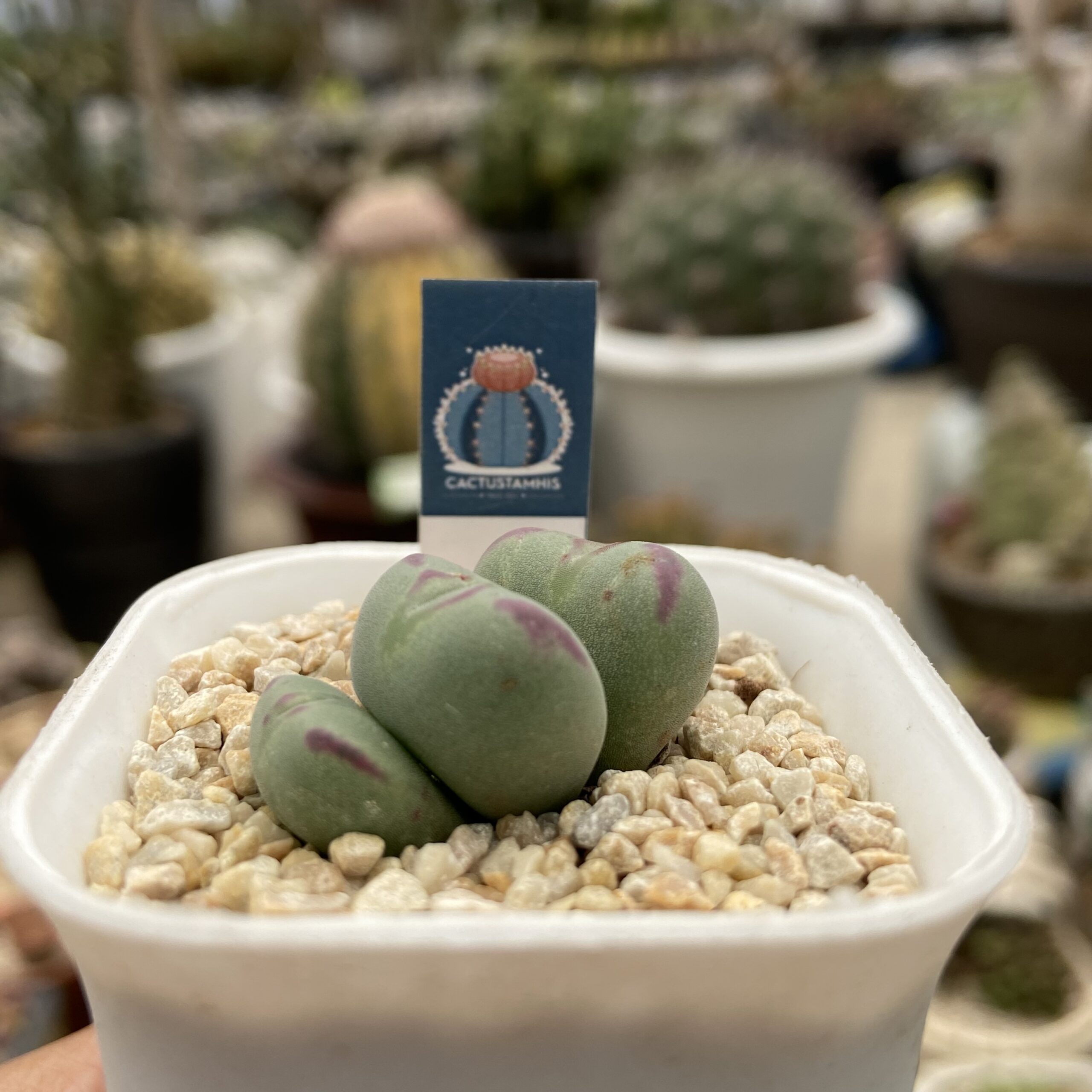 Conophytum luiseae - Image 2