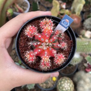 Gymnocalycium mihanovichii