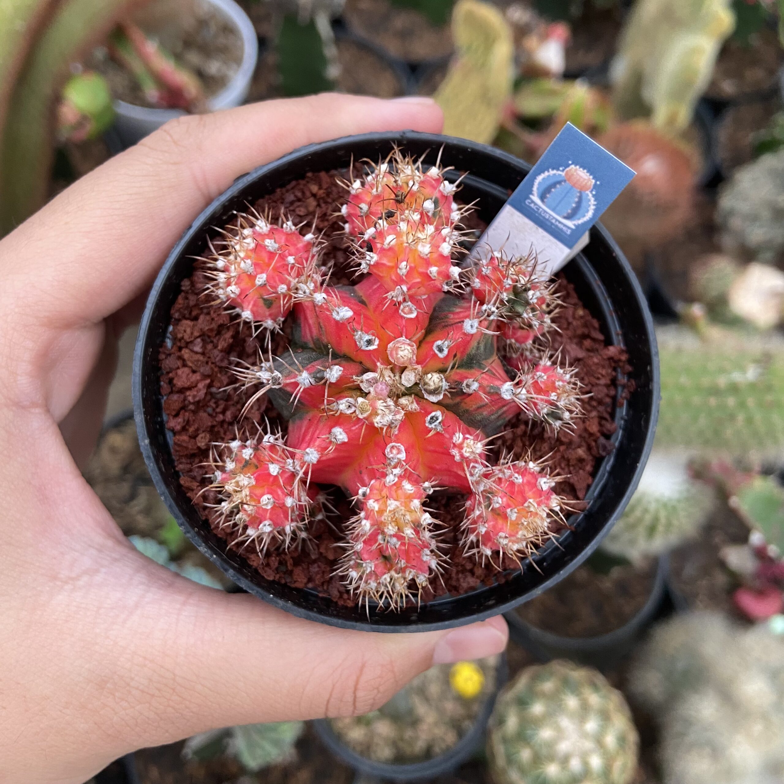 Gymnocalycium mihanovichii
