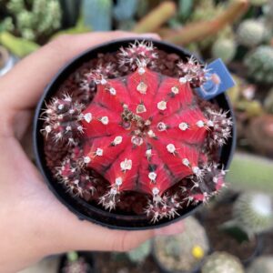 Gymnocalycium mihanovichii forma Pink and Black