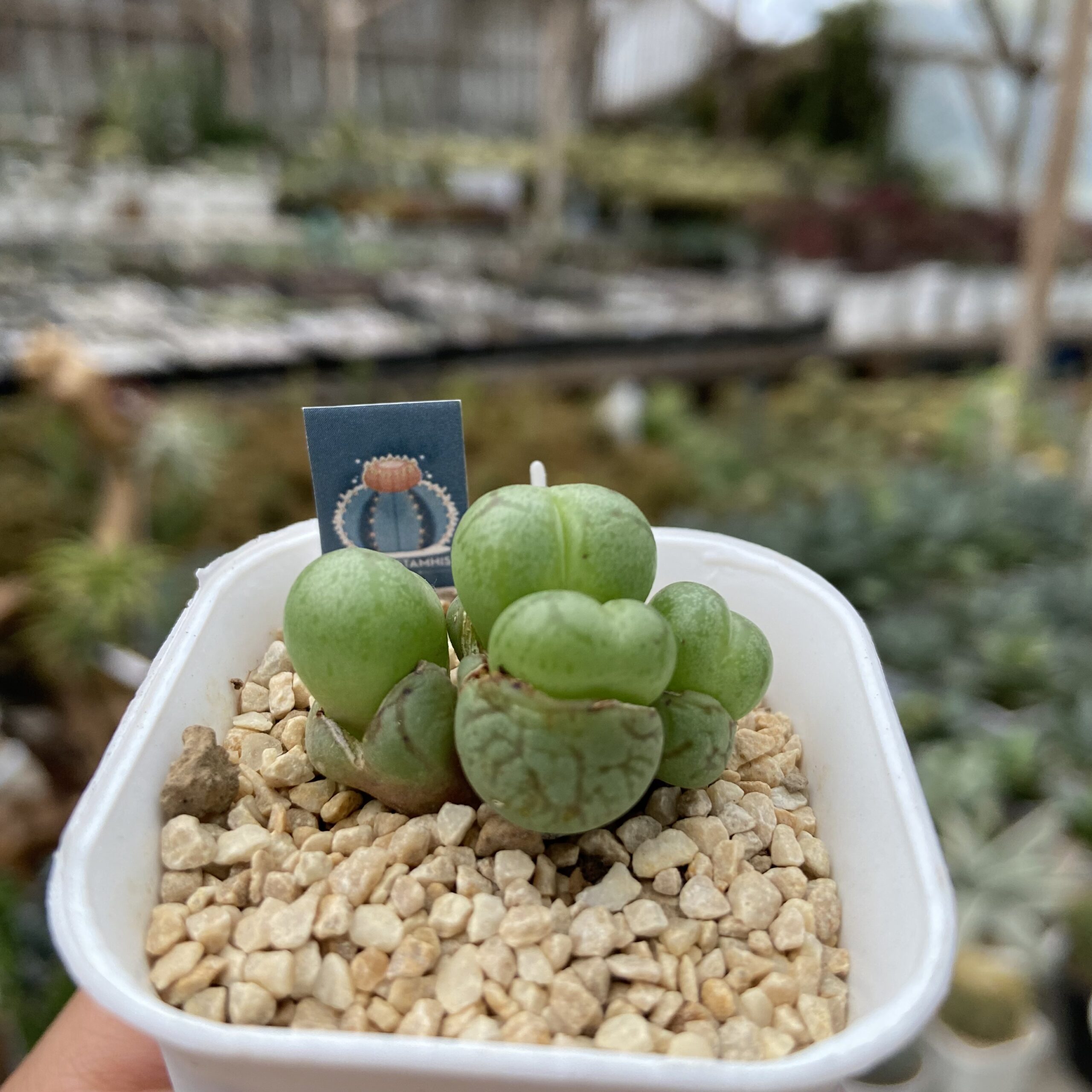 Conophytum obcordellum - Image 2