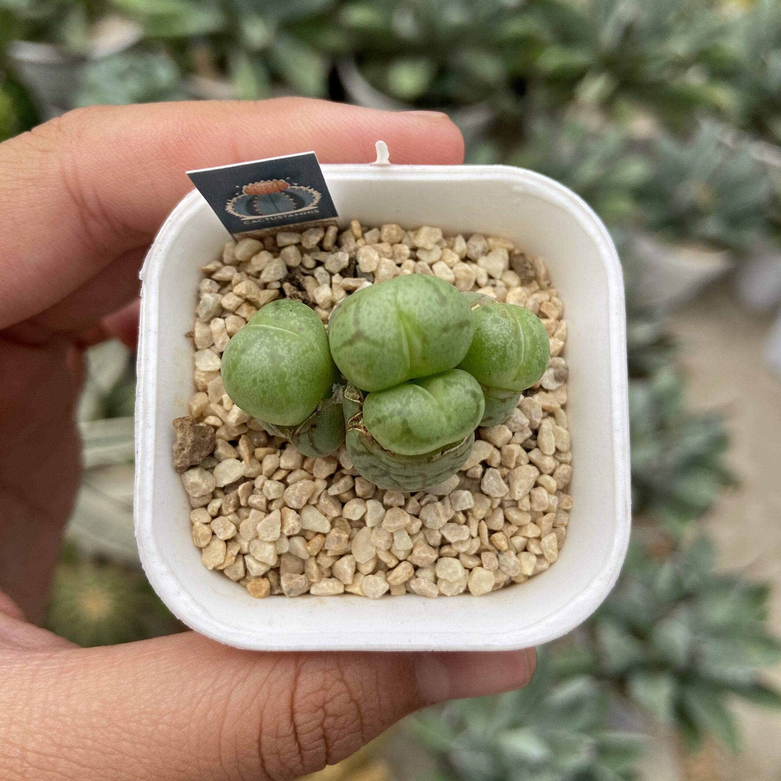 Conophytum obcordellum