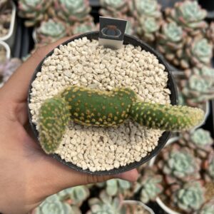 Opuntia microdasys f cristata