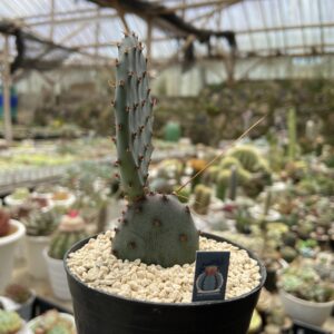 Opuntia santa-rita