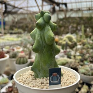 Myrtillocactus geometrizans 'Fukurokuryuzinboku'