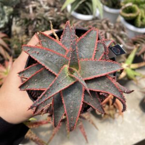 Aloe Christmas Carol