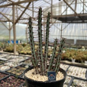 Euphorbia Aeruginosa