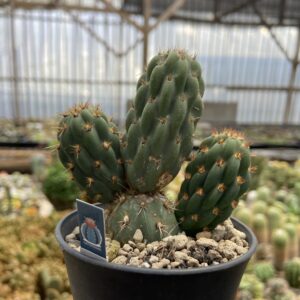 Opuntia miquelii