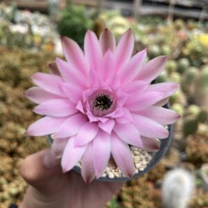 Gymnocalycium mihanovichii