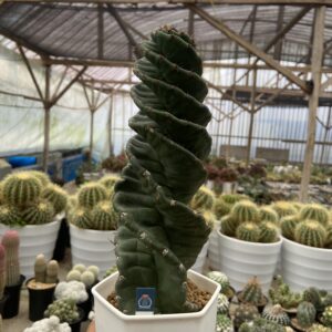 Cereus forbesii"Spiralis Cactus"