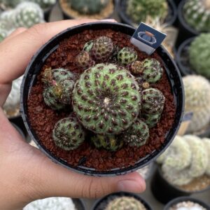 Sulcorebutia (pot 8cm)