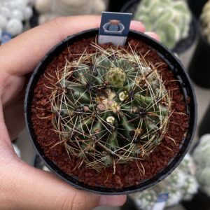 Hamatocactus