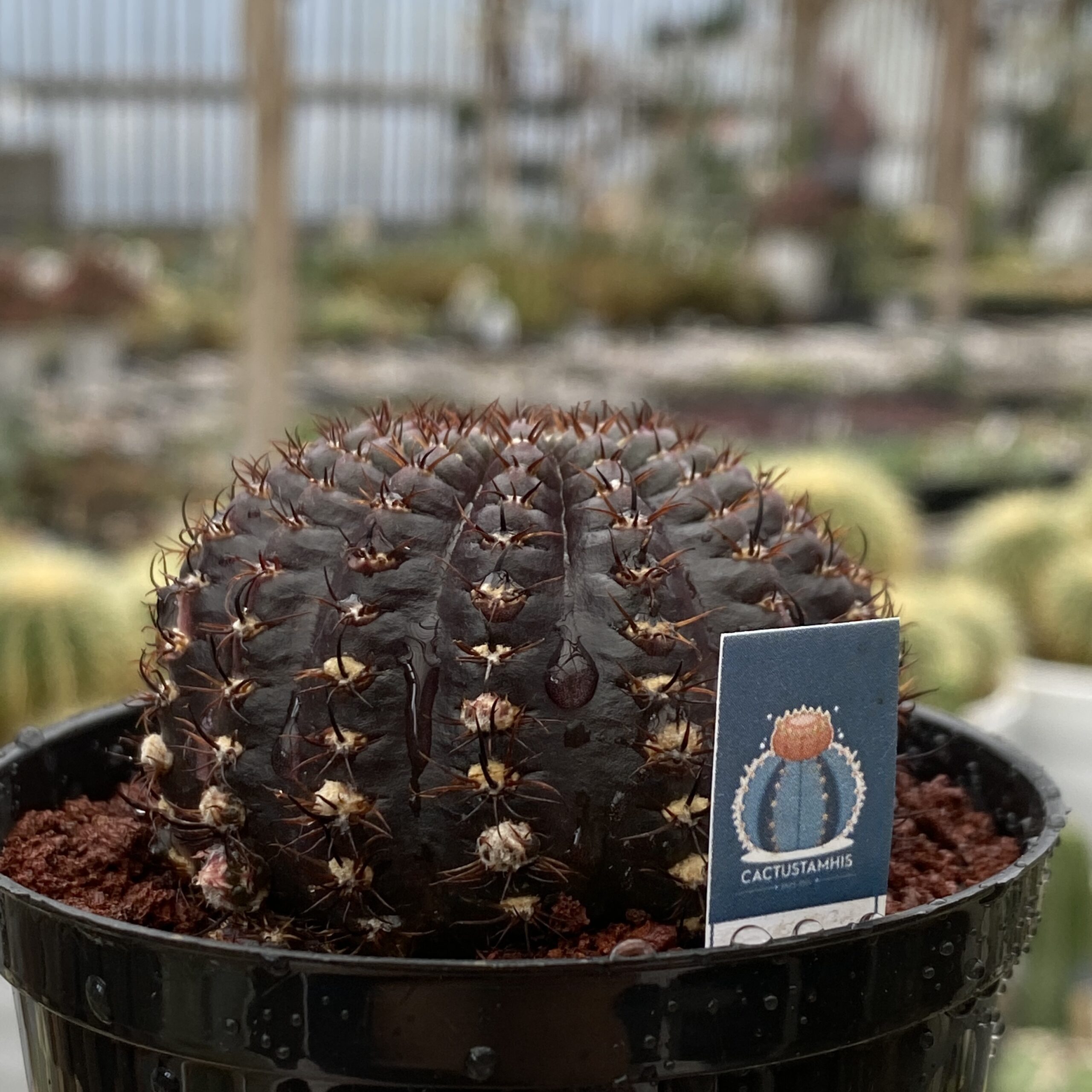 Lobivia arachnacantha - Image 2