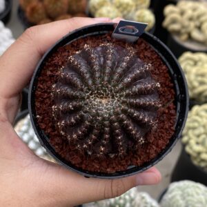 Lobivia arachnacantha