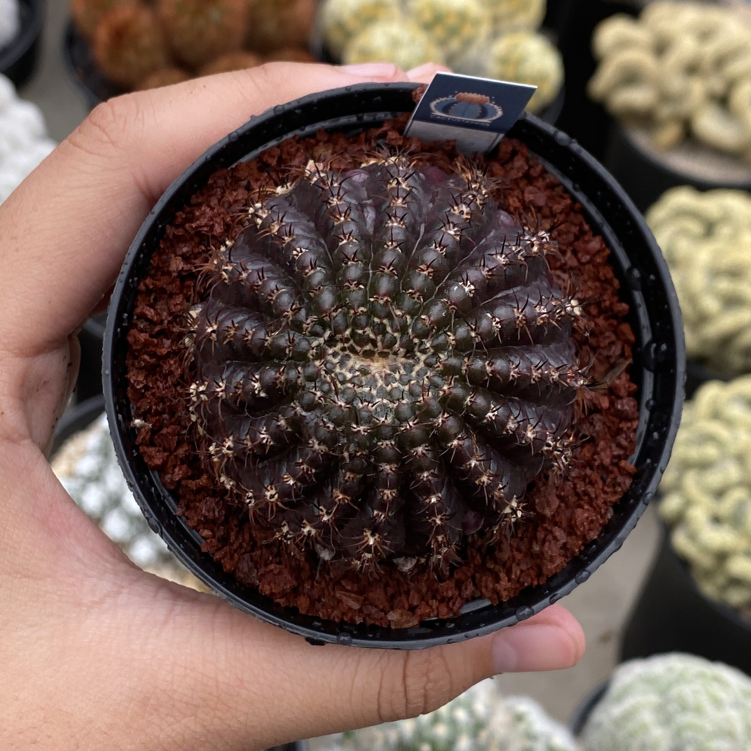 Lobivia arachnacantha