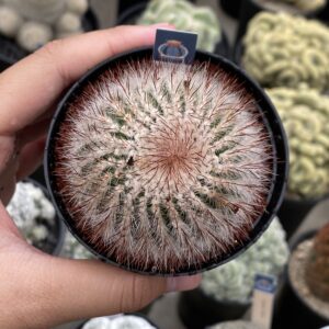 Parodia Scopa