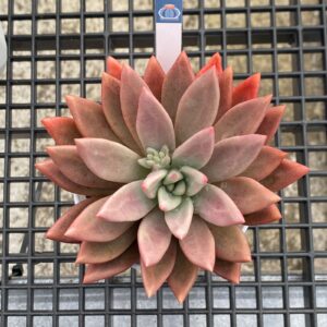 Graptoveria Ruby Donna