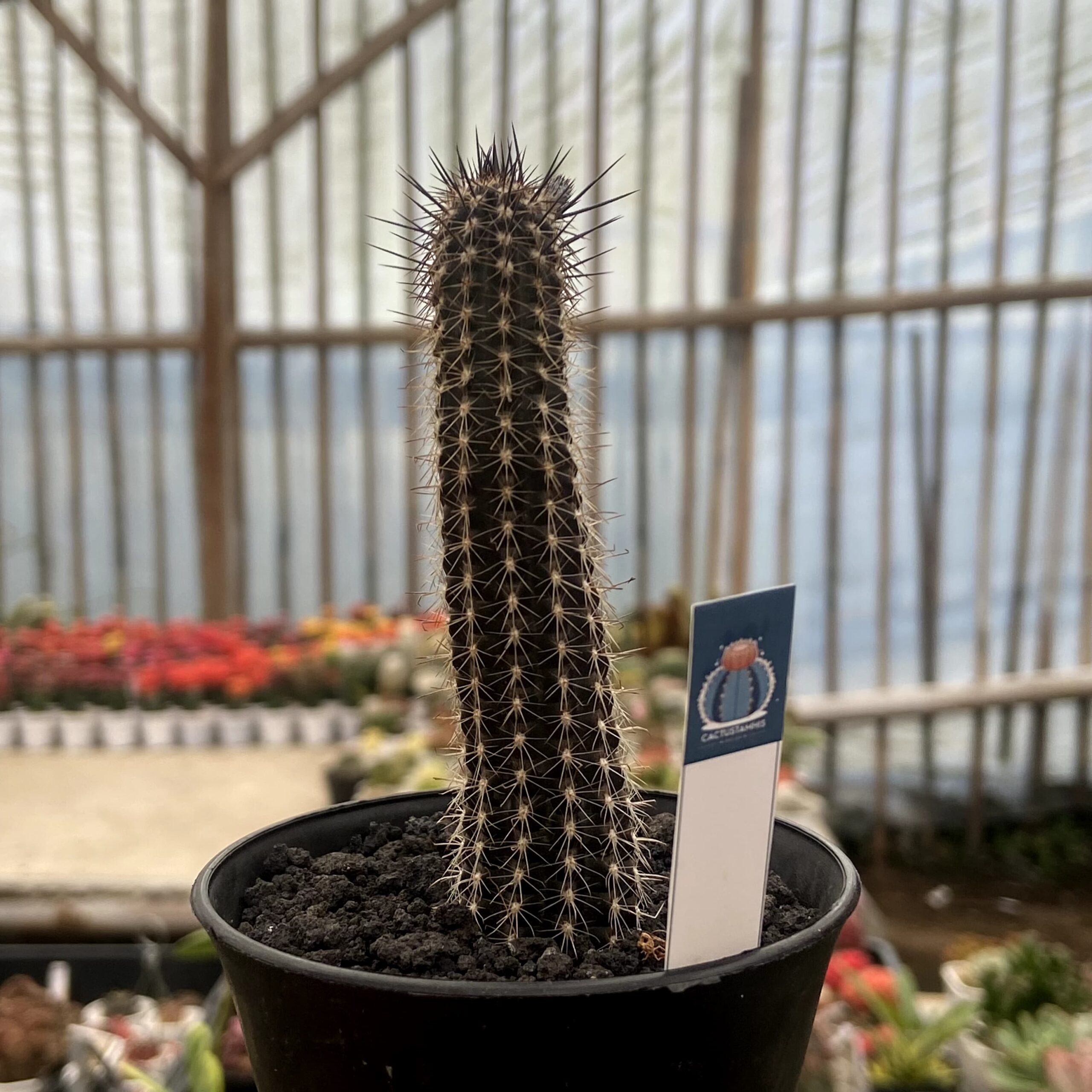 Setiechinopsis mirabilis