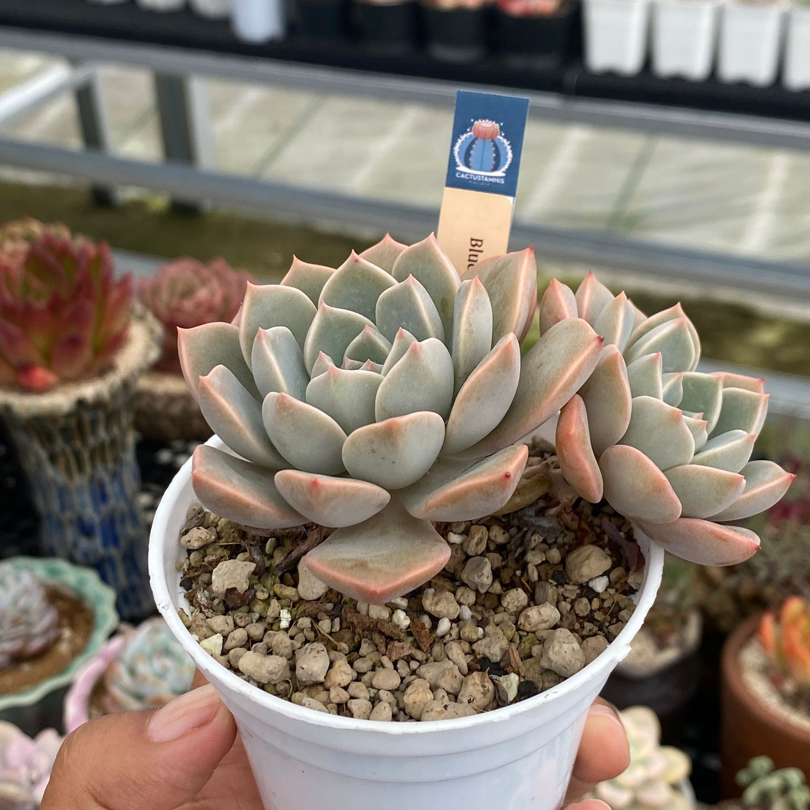 Echeveria Blue Surprise - Image 2