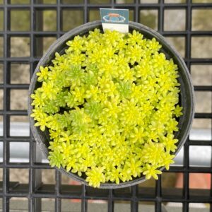 Tokyo Sun (Sedum Japonicum Tokyo Sun)