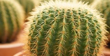 plant-focus-cacti
